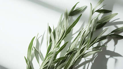 Fototapeta premium tarragon bundled with organic flax string its long, thin leaves gently curving against an isolated white background