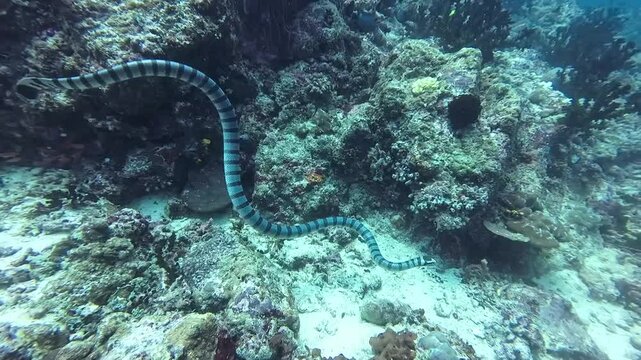A sea snake swims among a coral reef. A sea krait swims among corals underwater. A snake hunting underwater.