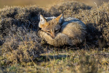 Patagonia Grey Fox, Pseudalopex griseus, Torres del Paine National Park, Chile