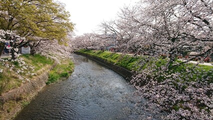 桜