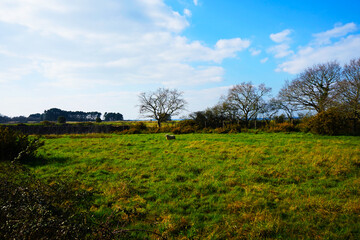 mouton seul dans sa prairie 