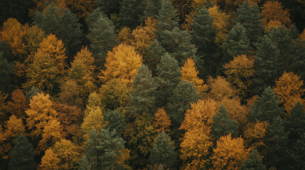 Autumn forest creating colorful patterns with yellow and green trees