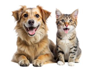 Happy cat and dog isolated on transparent background
