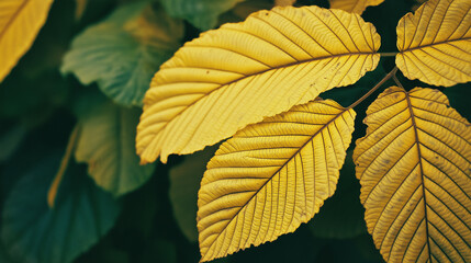 Yellow autumn leaves creating beautiful natural pattern
