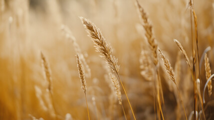 Fototapeta premium Dry grass swaying in the golden light of sunset