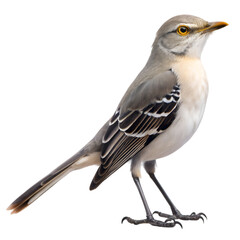 Northern mockingbird isolated on transparent background