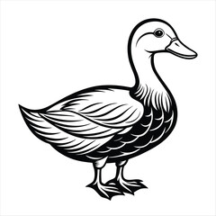 duck