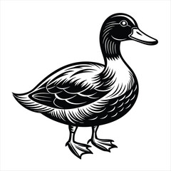 duck