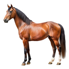 Obraz premium Side profile view of a full-body horse looking right, isolated on transparent background