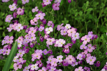 Obraz premium Blumen, Blüten, Gänseblümchen