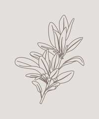 Set piante aromatiche. Cucina italiana mediterranea. Salvia, menta, basilico, salvia. Texture naturale.