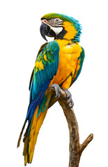 Fototapeta premium Colorful macaw parrot perched on a branch, displaying brilliant blue and yellow feathers, isolated on a white background, Cutout, Isolated on White Background