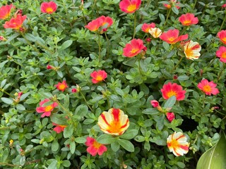 Close-up of vibrant red and yellow flowers surrounded by lush green leaves in a garden setting, showcasing natural beauty and colorful blooms.