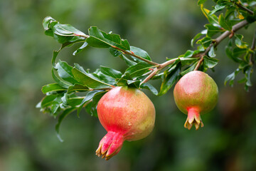Fresh pomegranate fruit developing on the tree, not yet ripe.