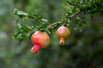 Fresh pomegranate fruit developing on the tree, not yet ripe.