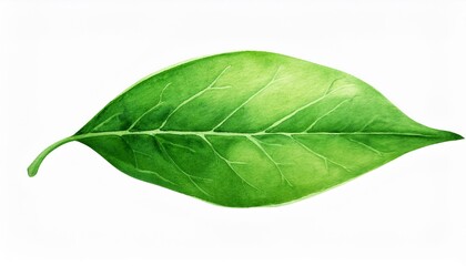 Obraz premium Close-up of a vibrant green leaf showcasing its detailed texture and veins, perfect for nature-themed projects.