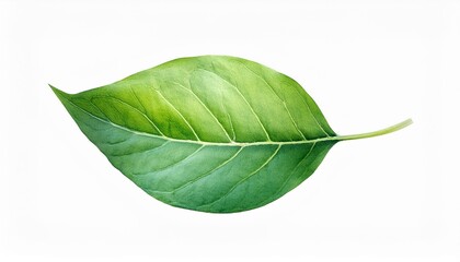 Obraz premium A vibrant green leaf showcasing delicate veins and natural beauty, perfect for nature-themed projects and design.