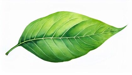 Obraz premium A detailed green leaf showcasing its vibrant color and natural texture, perfect for nature-themed designs and projects.