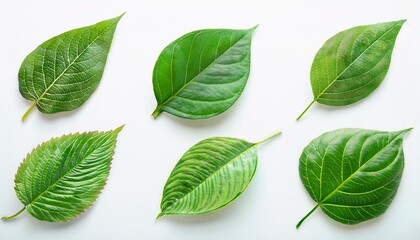 Obraz premium A collection of vibrant green leaves showcasing various shapes and textures, perfect for nature-themed projects or backgrounds.