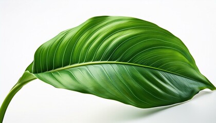 Obraz premium A vibrant green leaf featuring intricate textures and a glossy surface, symbolizing nature and freshness in every detail.