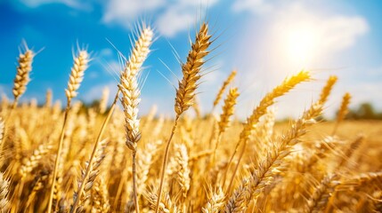 Fototapeta premium Golden Wheat Field with Blue Sky and Sunlight - AI generated illustration