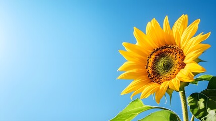 Obraz premium A single sunflower isolated on a clear blue sky backgroundThe bright yellow petals and large green leaves create a striking contrast, perfect for agricultural or summer-related content