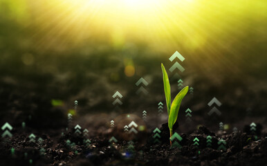 Young plant increase on sunny background.Concept of business growth,profit, development and success. Growing money,finance and investment.	
