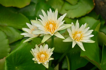 white lotus flower, Top view of white waterlily flowers on green leaves background