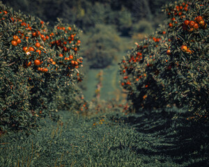 apple orchard in september