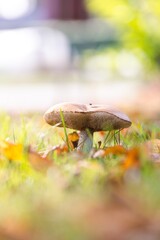 A vertical portrait of a solitary rough-stemmed bolete, scaber stalk or birch bolete mushroom stands tall in a lush, grassy field, surrounded by autumn leaves and bathed in soft, natural sunlight.