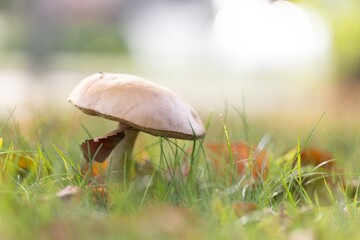 A side portrait of a solitary rough-stemmed bolete, scaber stalk or birch bolete mushroom stands tall in a lush, grassy field, surrounded by autumn leaves and bathed in soft, natural sunlight.
