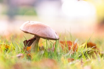 A side portrait of a birch bolete, solitary rough-stemmed bolete or scaber stalk mushroom stands tall in a lush, grassy field, surrounded by autumn leaves and bathed in soft, natural sunlight.
