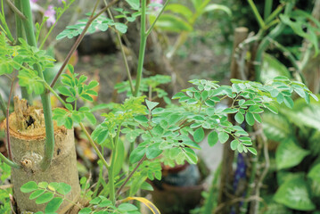 Moringa Oleifera, Daun Kelor is nutritious and rich of antioxidants,blurred background