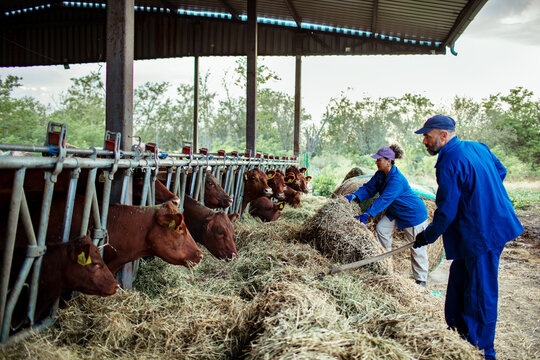 Farmers feeding cattle with hay on a dairy farm