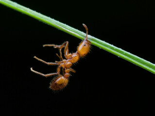Fire ant dead hang on in the grass