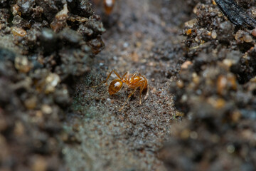 Fire ant sleep on the ground