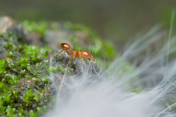 Fire ant walking on the mossy ground