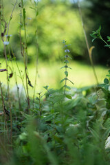 lato łąka © Michalina