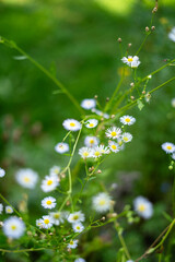 lato łąka © Michalina