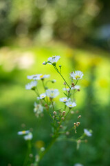 lato łąka © Michalina