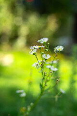 lato łąka © Michalina