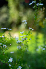 lato łąka © Michalina