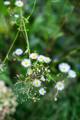 lato łąka © Michalina