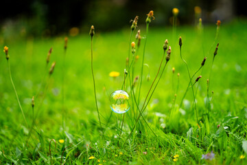 lato łąka © Michalina