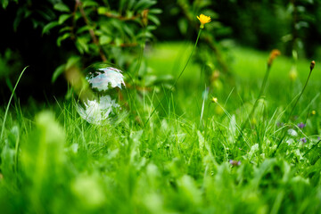 lato łąka © Michalina