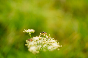 lato łąka © Michalina