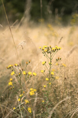 lato łąka © Michalina