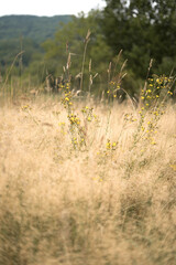 lato łąka © Michalina