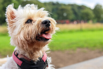 Cheerful-looking West Highland White Terrier, Westie