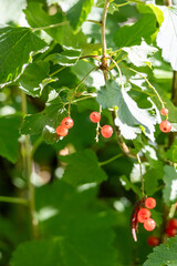Bunch ripe red berries (ribes rubrum) on a branch among lobed green leaves with blurred green background. Taste of summer. Selective focus